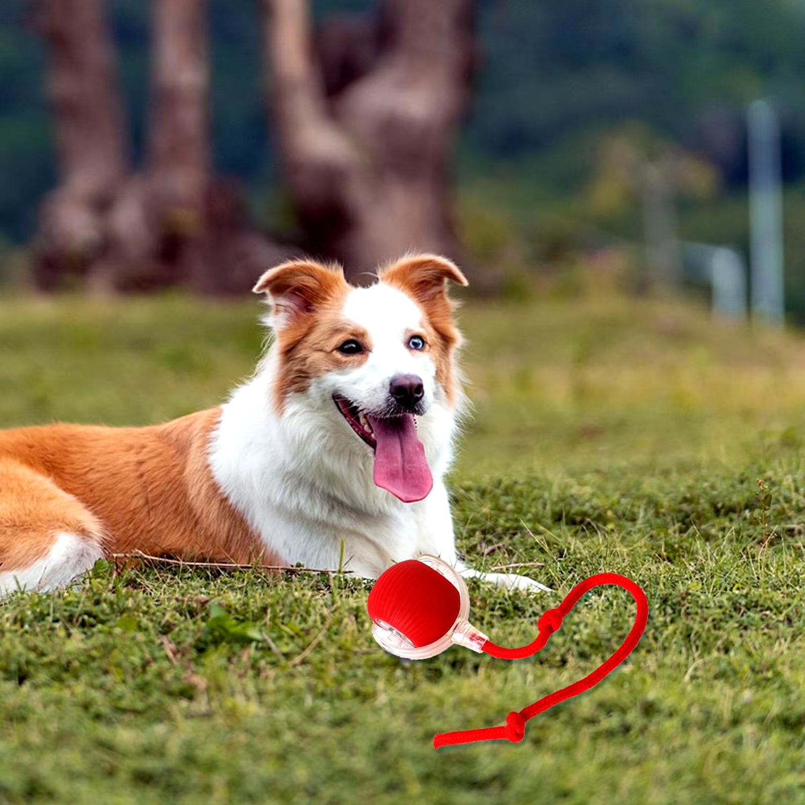 Smart Chase Pet Toy Ball